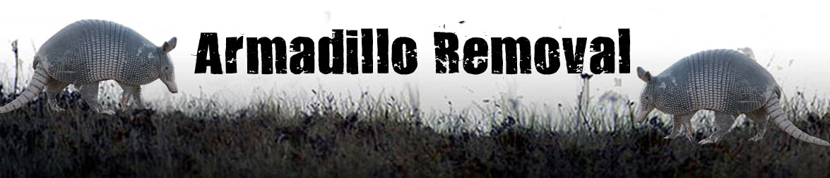Armadillo Removal Header Image.