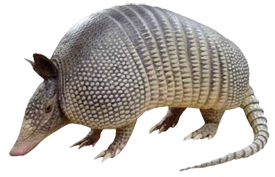  image of an armadillo,  representing armadillo activity and the need for professional trapping services.