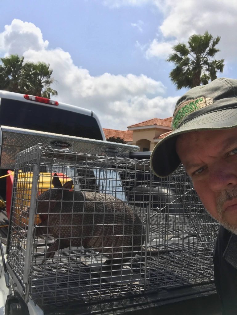 A person stands next to a trapping cage containing an armadillo in the back of a truck, with palm trees and a cloudy sky in the background.