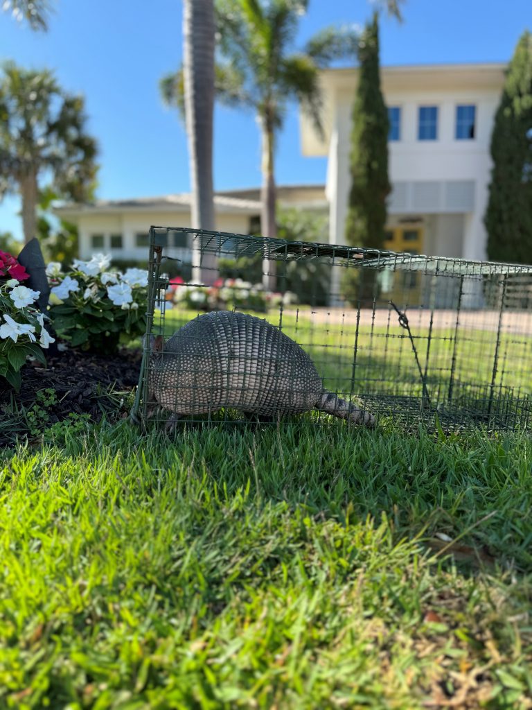 A captured armadillo inside a humane trap on a lush lawn, with a house and palm trees in the background in Sarasota
