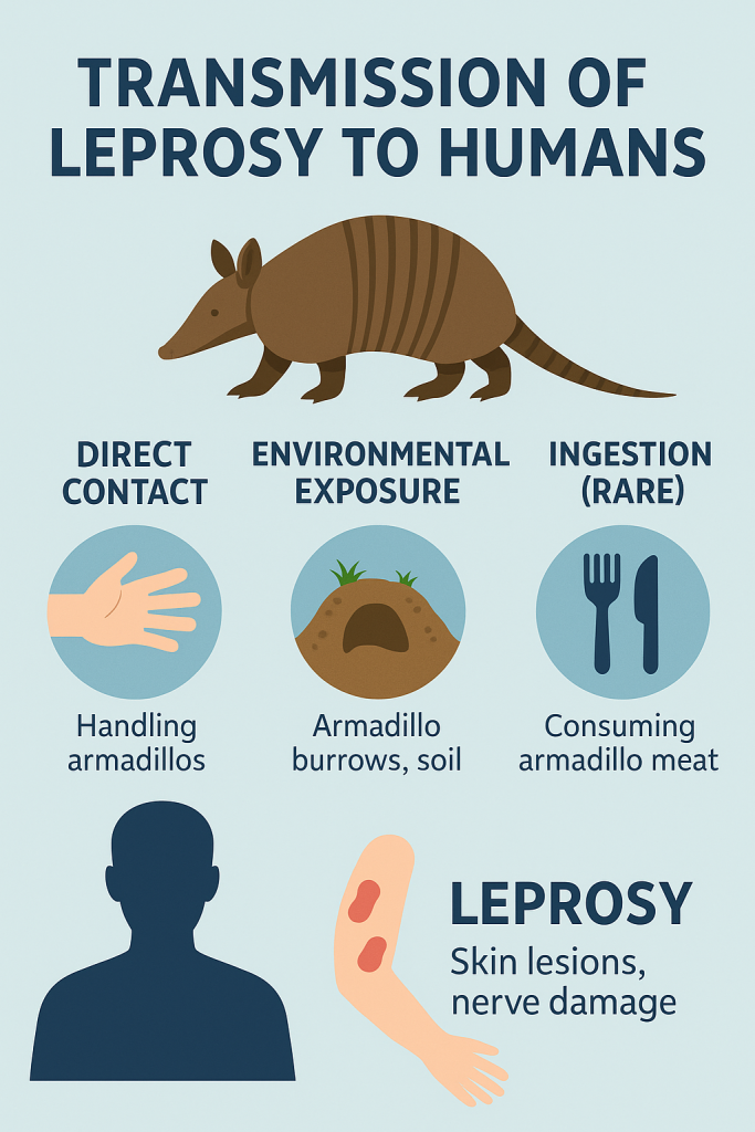 Infographic illustrating the transmission pathways of leprosy to humans, featuring a nine-banded armadillo and visuals for direct contact, environmental exposure, and rare ingestion.